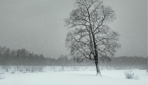 April 2026 Phone Sex Mistress Sascha 800-601-6875 Photo of Snow on Ground As Well As a Bare Tree