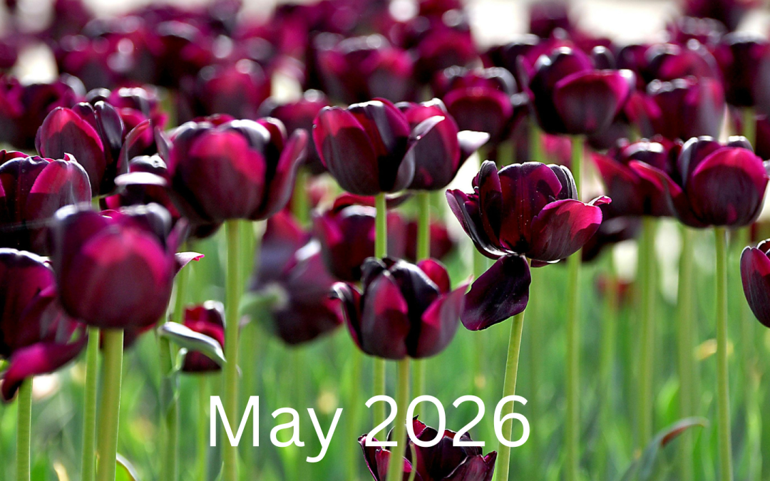May-2026-Phone-Sex-Mistress-Sascha-800-601-6875. Photo of purple flowers in a field.